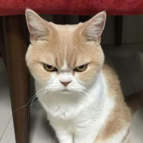 สมาชิกหมายเลข 4950694