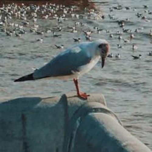 สมาชิกหมายเลข 4973221