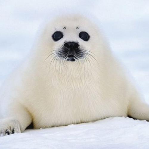 สมาชิกหมายเลข 5831782