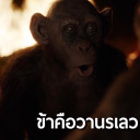 สมาชิกหมายเลข 1703177