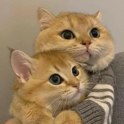 สมาชิกหมายเลข 6433156