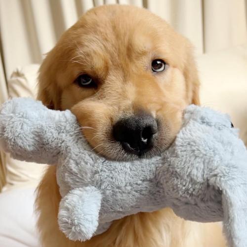 สมาชิกหมายเลข 4371238