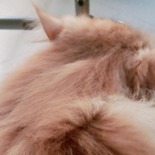 มะกอกบอกมะกรูด