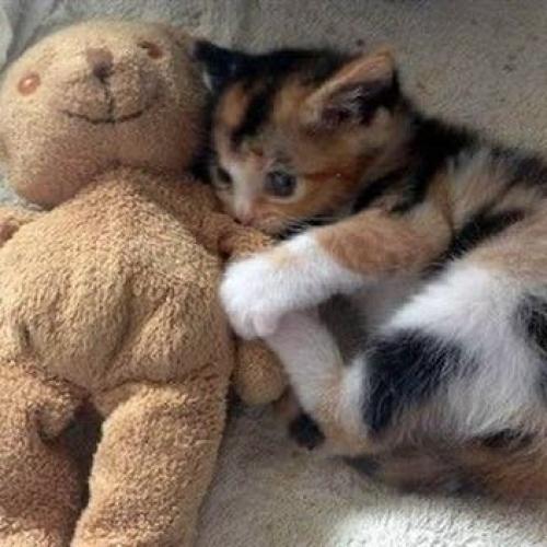 สมาชิกหมายเลข 3782477