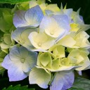 สมาชิกหมายเลข 4206514