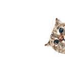 สมาชิกหมายเลข 4208048