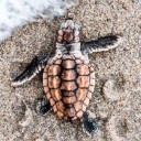 สมาชิกหมายเลข 4208109