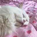 สมาชิกหมายเลข 3176330