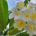 สมาชิกหมายเลข 4034321