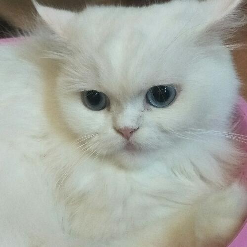 สมาชิกหมายเลข 4597553