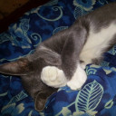 สมาชิกหมายเลข 810648