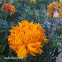 สมาชิกหมายเลข 4209216