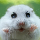 สมาชิกหมายเลข 4956625