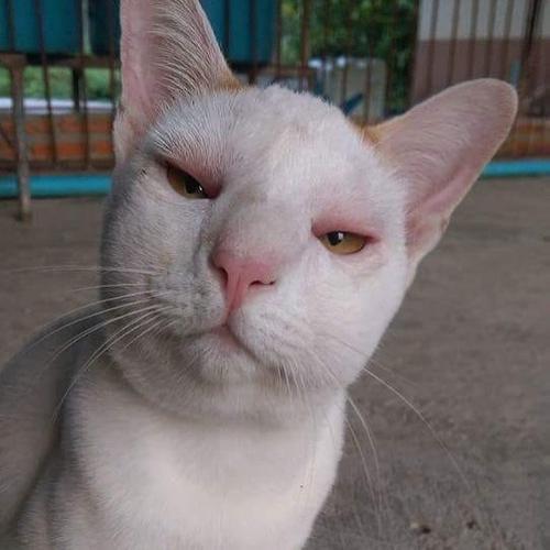 สมาชิกหมายเลข 4956830