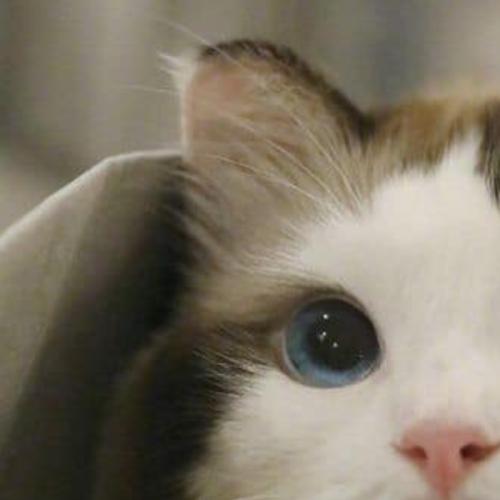 สมาชิกหมายเลข 4756374