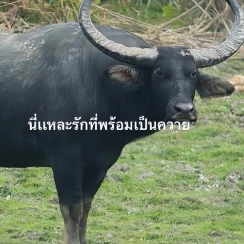 สมาชิกหมายเลข 7784734