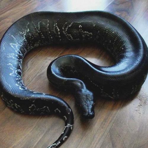 นากินี แห่งจันทรา