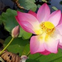 สมาชิกหมายเลข 4209484