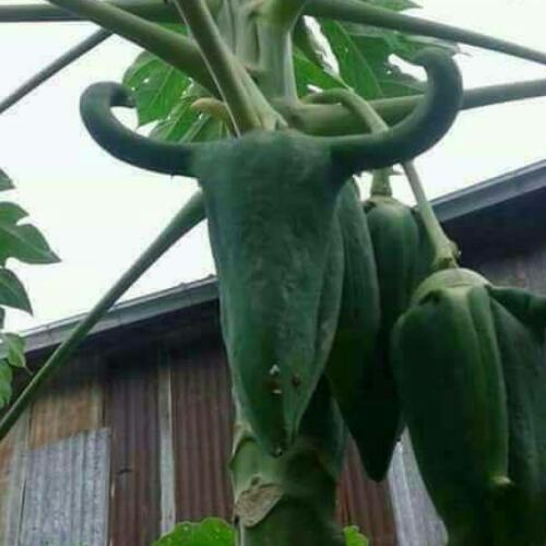 สมาชิกหมายเลข 2168190