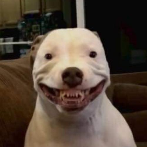 สมาชิกหมายเลข 4613837