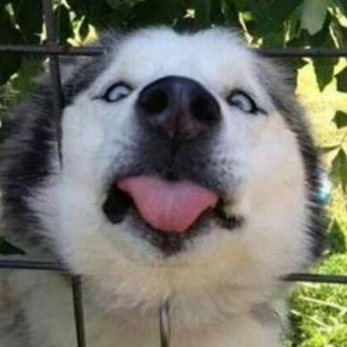 สมาชิกหมายเลข 4957051