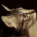 สมาชิกหมายเลข 3745823