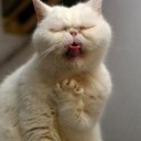 สมาชิกหมายเลข 4209921