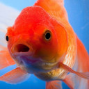 สมาชิกหมายเลข 2479526