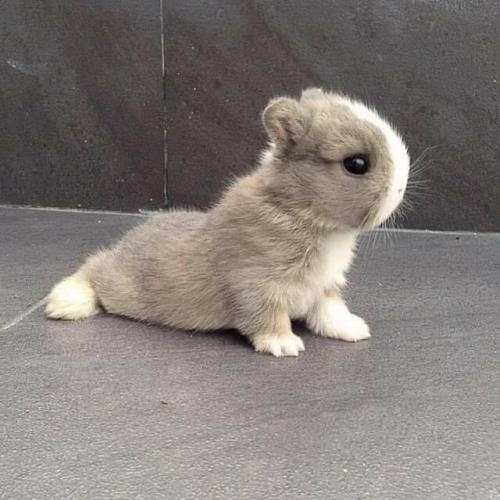 สมาชิกหมายเลข 4605883