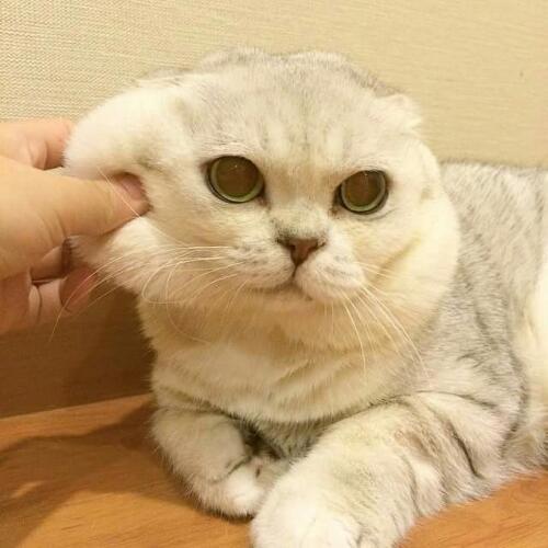 สมาชิกหมายเลข 4606330