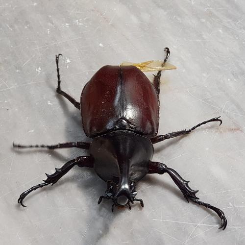 สมาชิกหมายเลข 4918437