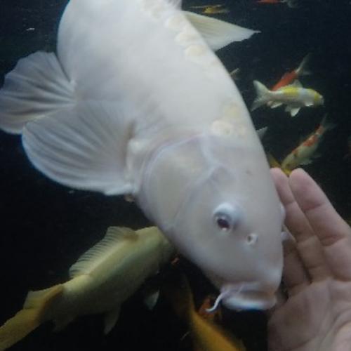 สมาชิกหมายเลข 2456339