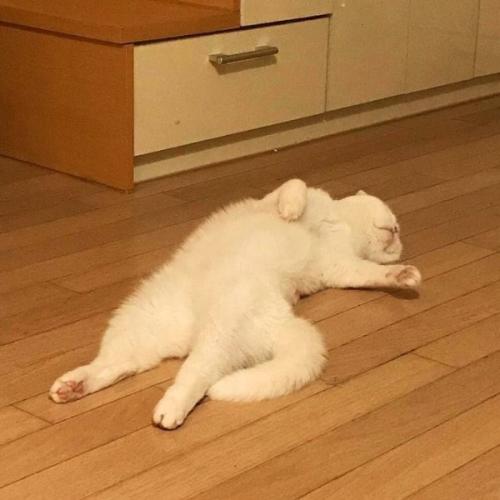 สมาชิกหมายเลข 4516496