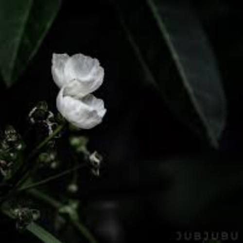 สมาชิกหมายเลข 5834561