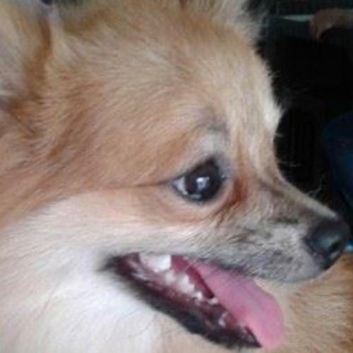 สมาชิกหมายเลข 6111326