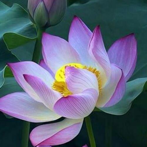 สมาชิกหมายเลข 4606474