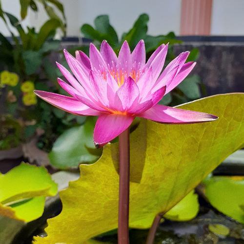 สมาชิกหมายเลข 5355592