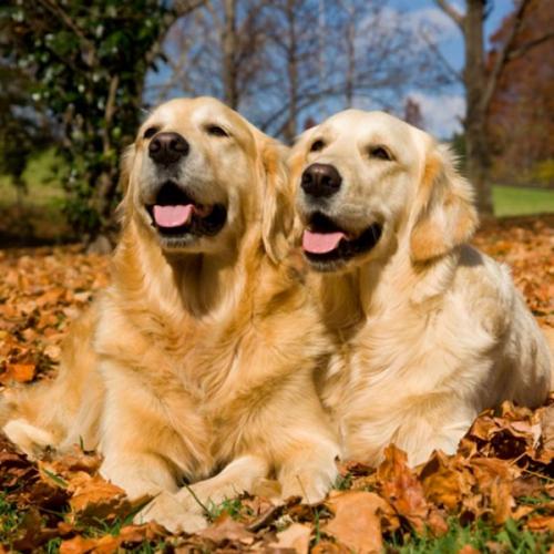 สมาชิกหมายเลข 6295289