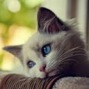 สมาชิกหมายเลข 4083104