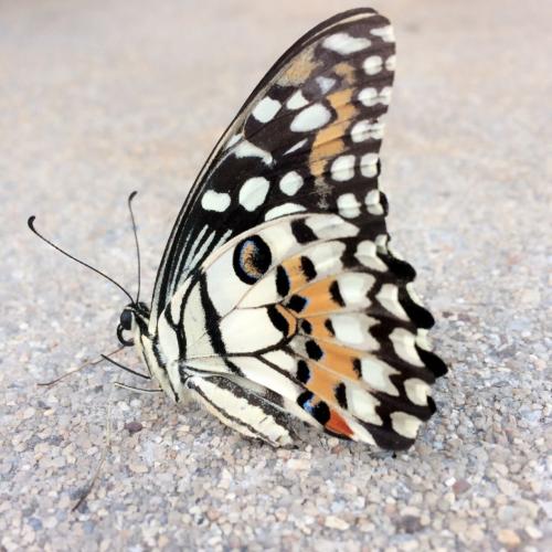 สมาชิกหมายเลข 3681144