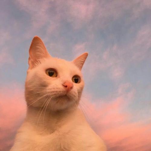 สมาชิกหมายเลข 5287062