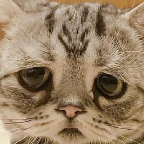 สมาชิกหมายเลข 5237368