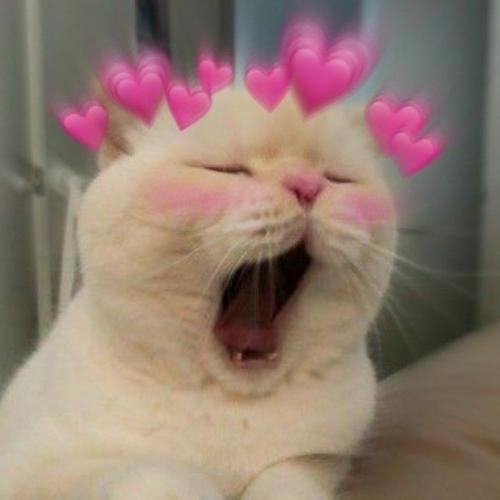 สมาชิกหมายเลข 5821497