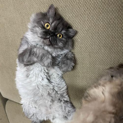 สมาชิกหมายเลข 6440124