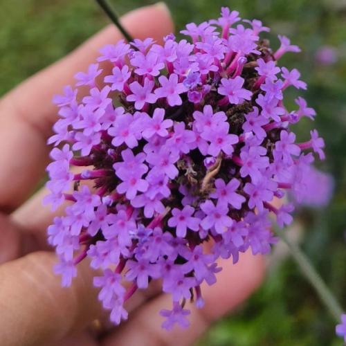 ม่านบาหลี