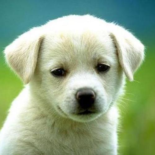 สมาชิกหมายเลข 3743834