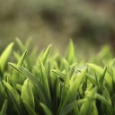 สมาชิกหมายเลข 3747450