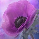 ล้งเล้งลัลล้า