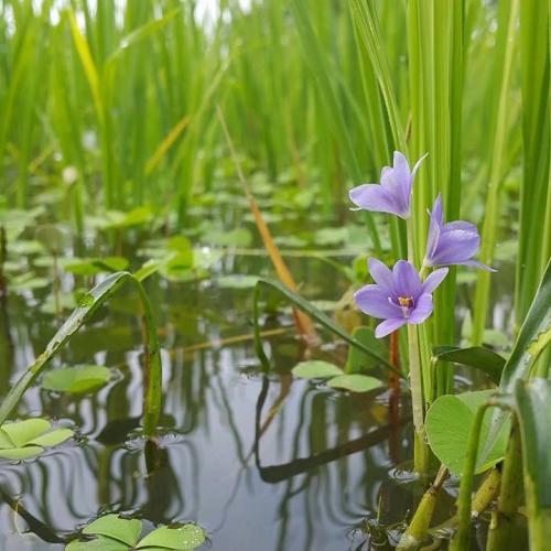 สมาชิกหมายเลข 4607036