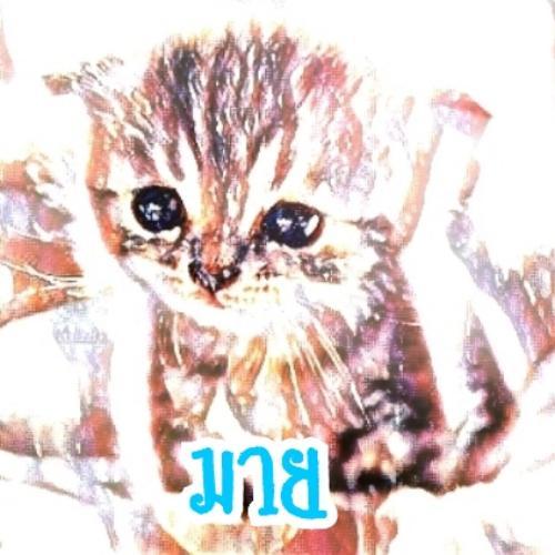 สมาชิกหมายเลข 1101984